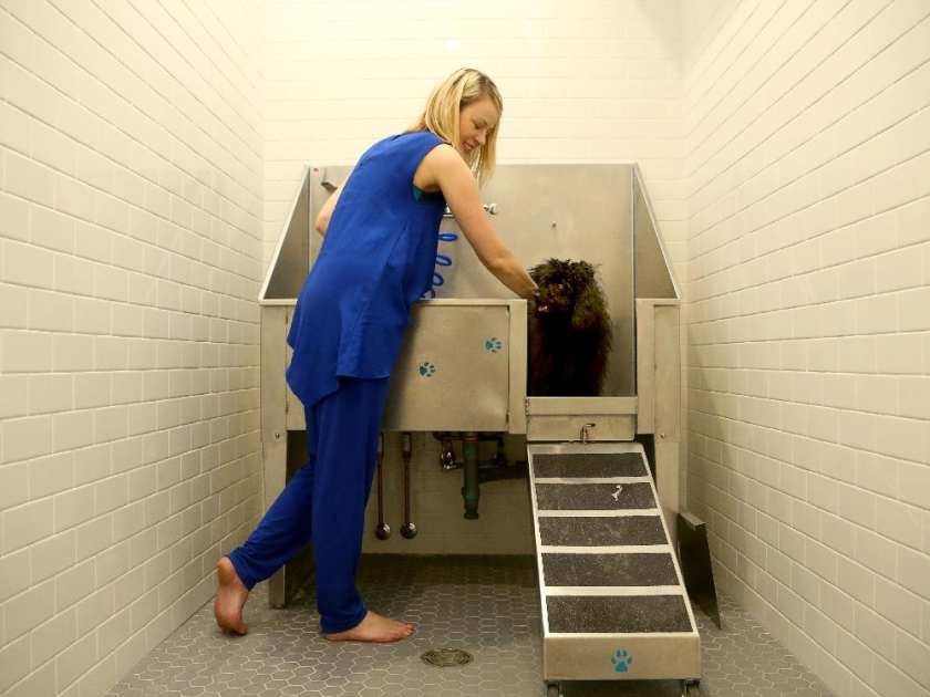 a woman petting a dog