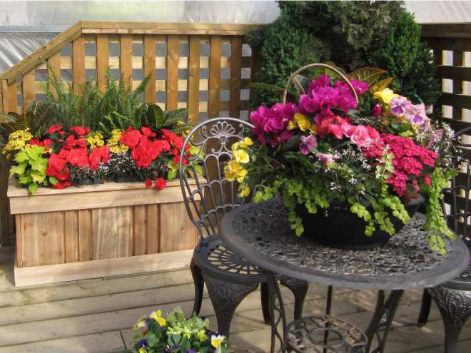 flowers in the balcony